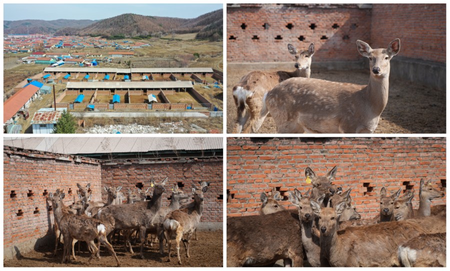 通化金匯生態農業發展有限公司(圖1) DSC06223_conew1.jpg